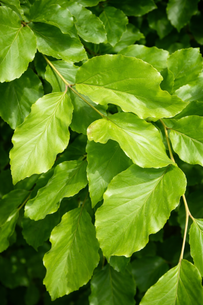 Парротія persica листя